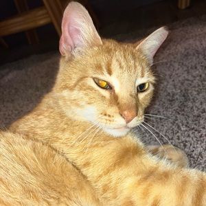 Meet your Posher, Lily